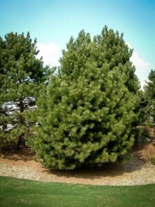 Сосна Чёрная (Pinus Nigra) купить по цене от 270.00р. в интернет-магазине «Посадика» с доставкой почтой в в Избербаше и по всей России – [изображение №1].