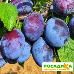 Слива Чачакская ранняя купить по цене от 229.00р. в интернет-магазине «Посадика» с доставкой почтой в в Избербаше и по всей России – [изображение №1].