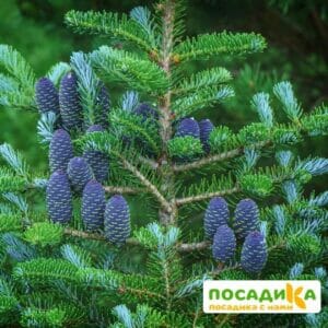 Пихта корейская (Abies koreana) купить по цене от 450.00р. в интернет-магазине «Посадика» с доставкой почтой в в Избербаше и по всей России – [изображение №1].