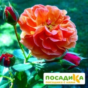 Роза Арабия купить по цене от 350.00р. в интернет-магазине «Посадика» с доставкой почтой в в Избербаше и по всей России – [изображение №1].