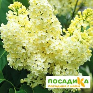 Сирень Примроуз (Primrose) купить по цене от 529.00р. в интернет-магазине «Посадика» с доставкой почтой в в Избербаше и по всей России – [изображение №1].