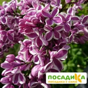 Сирень Сенсация купить по цене от 529.00р. в интернет-магазине «Посадика» с доставкой почтой в в Избербаше и по всей России – [изображение №1].