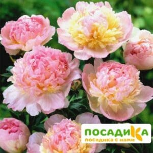 Пион Распберри Сандей (Paeonia Raspberry Sundae) купить по цене от 959р. в интернет-магазине «Посадика» с доставкой почтой в в Избербаше и по всей России – [изображение №1].