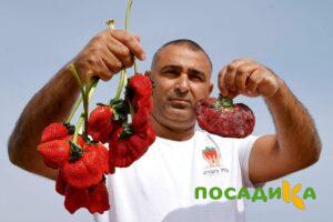 Клубника Гигант Джорнея купить по цене от 266р. в интернет-магазине «Посадика» с доставкой почтой в в Избербаше и по всей России – [изображение №1].