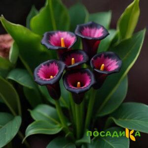 Калла Аура Лейс купить по цене от 400р. в интернет-магазине «Посадика» с доставкой почтой в в Избербаше и по всей России – [изображение №1].