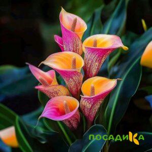 Калла Оникс купить по цене от 450р. в интернет-магазине «Посадика» с доставкой почтой в в Избербаше и по всей России – [изображение №1].