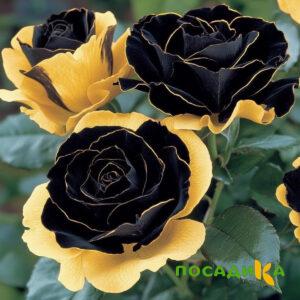 Роза Ханни Сикл купить по цене от 700р. в интернет-магазине «Посадика» с доставкой почтой в в Избербаше и по всей России – [изображение №1].