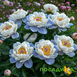 Пион акварельный Этюд купить по цене от 806р. в интернет-магазине «Посадика» с доставкой почтой в в Избербаше и по всей России – [изображение №1].