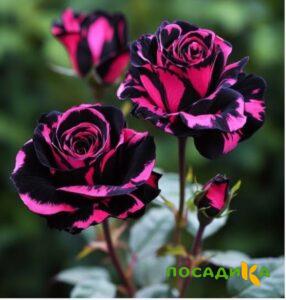 Роза Багровый Шепот купить по цене от 366р. в интернет-магазине «Посадика» с доставкой почтой в в Избербаше и по всей России – [изображение №1].