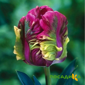 Тюльпан Экзотик Хэвен купить по цене от 186р. в интернет-магазине «Посадика» с доставкой почтой в в Избербаше и по всей России – [изображение №1].