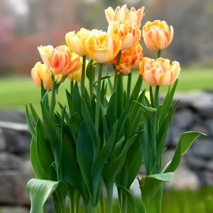 Тюльпан Верона Санрайз купить по цене от 280р. в интернет-магазине «Посадика» с доставкой почтой в в Избербаше и по всей России – [изображение №1].
