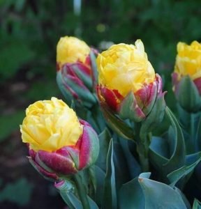 Тюльпан Айс Крим Банана купить по цене от 360р. в интернет-магазине «Посадика» с доставкой почтой в в Избербаше и по всей России – [изображение №1].