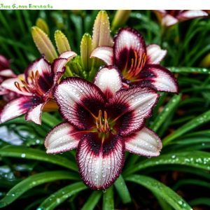 Лилейник Крим Сикл купить по цене от 799р. в интернет-магазине «Посадика» с доставкой почтой в в Избербаше и по всей России – [изображение №1].