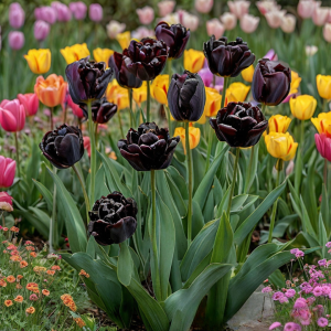 Тюльпан махровый Рейдинс Дарк купить по цене от 230р. в интернет-магазине «Посадика» с доставкой почтой в в Избербаше и по всей России – [изображение №1].