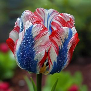 Тюльпан Ремс Сенсейшн купить по цене от 219р. в интернет-магазине «Посадика» с доставкой почтой в в Избербаше и по всей России – [изображение №1].