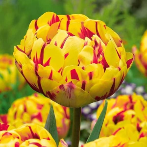 Тюльпан махровый Голден Ницц купить по цене от 361р. в интернет-магазине «Посадика» с доставкой почтой в в Избербаше и по всей России – [изображение №1].