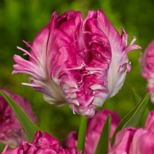 Тюльпан махровый Кул Кристал купить по цене от 400р. в интернет-магазине «Посадика» с доставкой почтой в в Избербаше и по всей России – [изображение №1].