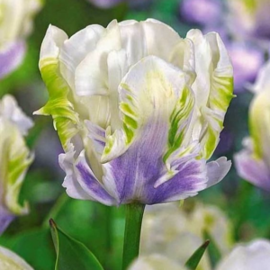 Тюльпан Уайт Лизарт купить по цене от 360р. в интернет-магазине «Посадика» с доставкой почтой в в Избербаше и по всей России – [изображение №1].