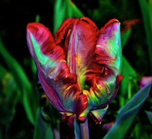 Тюльпан Эирпрайз купить по цене от 270р. в интернет-магазине «Посадика» с доставкой почтой в в Избербаше и по всей России – [изображение №1].