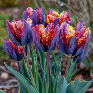 Тюльпан Опал Дрим купить по цене от 207р. в интернет-магазине «Посадика» с доставкой почтой в в Избербаше и по всей России – [изображение №1].